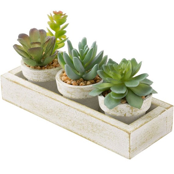 3 Pcs Succulent With Tray HA34315GN