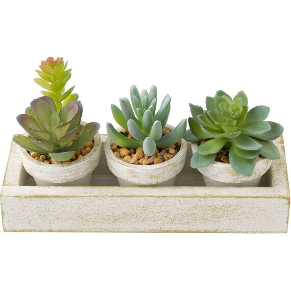 3 Pcs Succulent With Tray HA34315GN