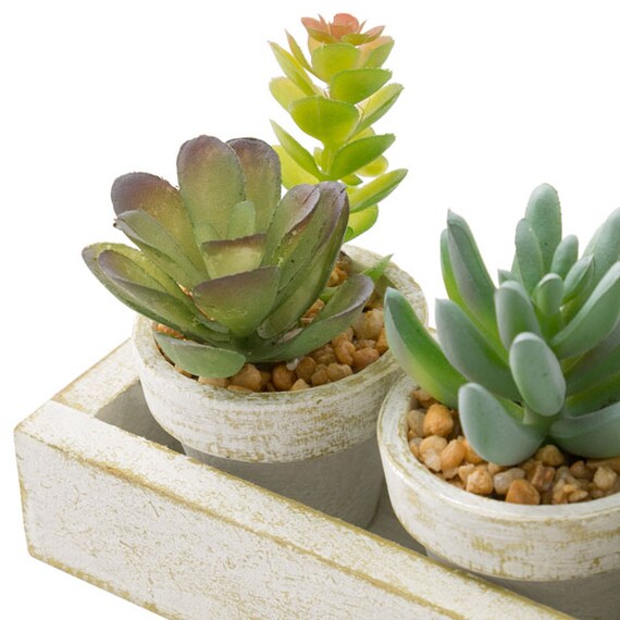 3 Pcs Succulent With Tray HA34315GN